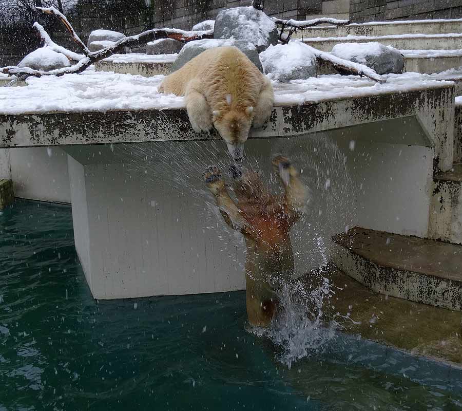 Eisbären im Zoologischen Garten Wuppertal am 27. Dezember 2014