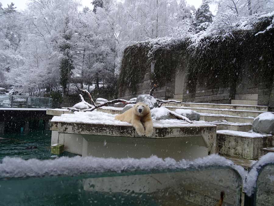 Eisbär LUKA im Grünen Zoo Wuppertal am 27. Dezember 2014