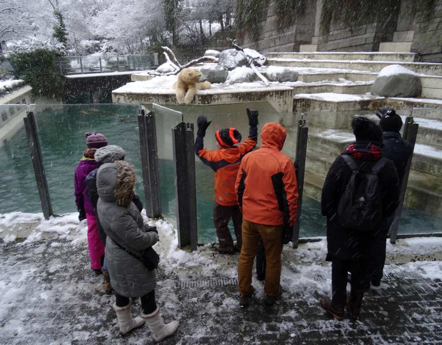 Eisbär LUKA im Wuppertaler Zoo am 27. Dezember 2014