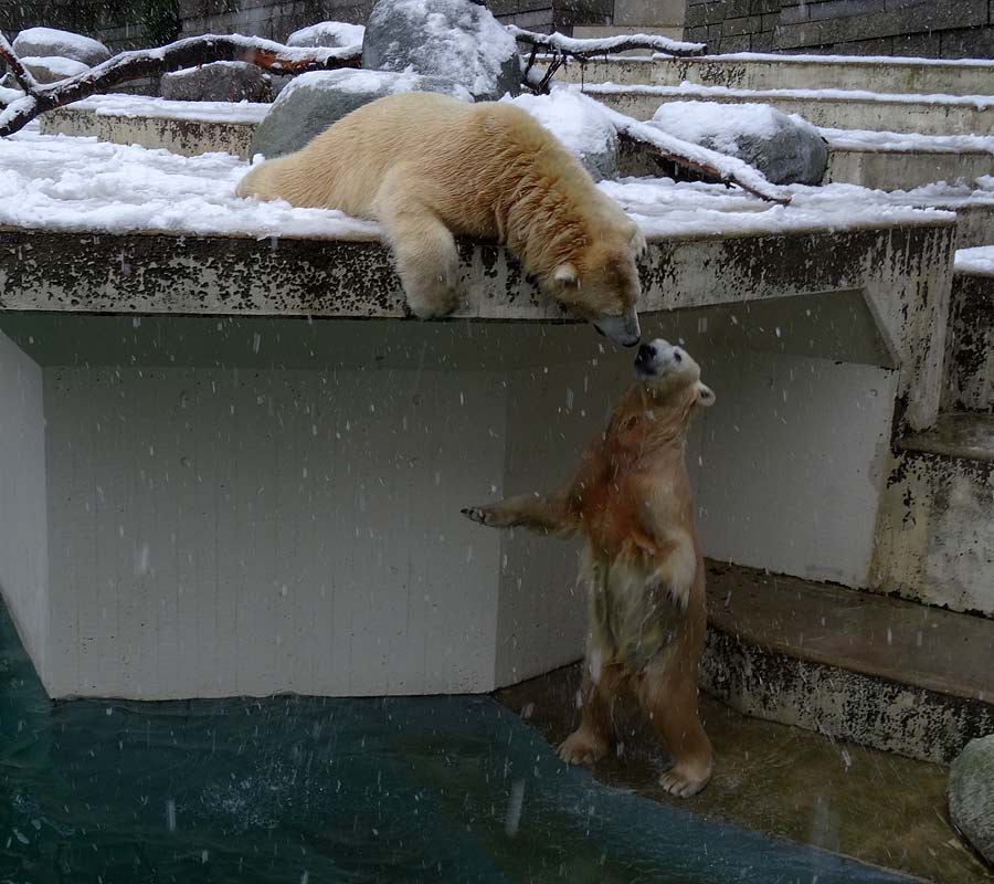 Eisbären im Zoo Wuppertal am 27. Dezember 2014