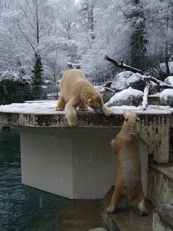Eisbären im Grünen Zoo Wuppertal am 27. Dezember 2014