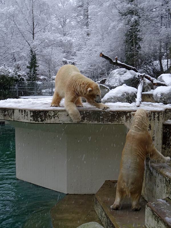 Eisbären im Wuppertaler Zoo am 27. Dezember 2014