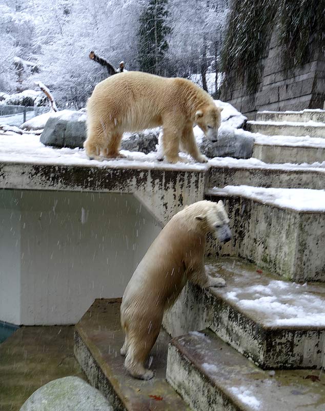 Eisbären im Zoo Wuppertal am 27. Dezember 2014