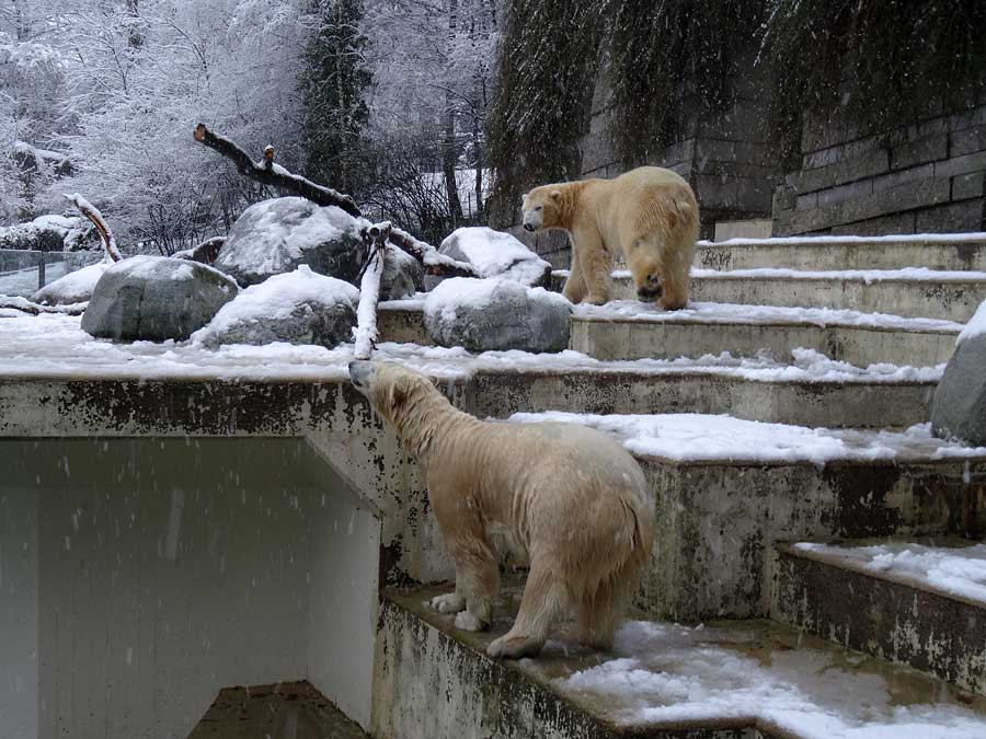 Eisbären im Zoologischen Garten Wuppertal am 27. Dezember 2014