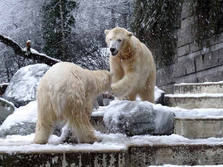Eisbären im Grünen Zoo Wuppertal am 27. Dezember 2014