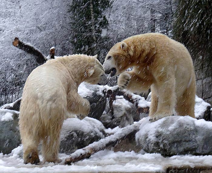 Eisbären am 27. Dezember 2014 im Wuppertaler Zoo