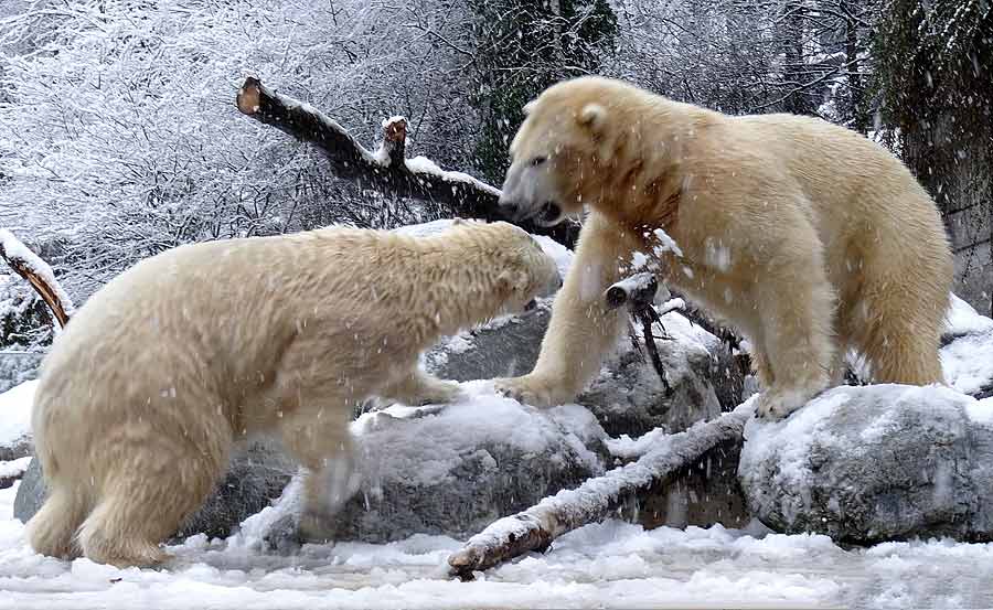 Eisbären im Wuppertaler Zoo am 27. Dezember 2014