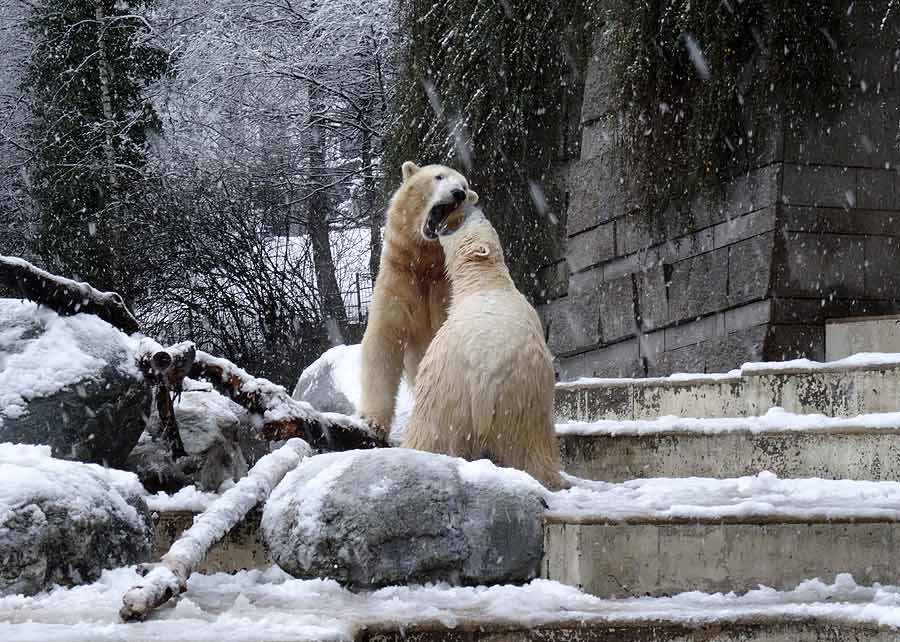 Eisbären im Zoologischen Garten Wuppertal am 27. Dezember 2014