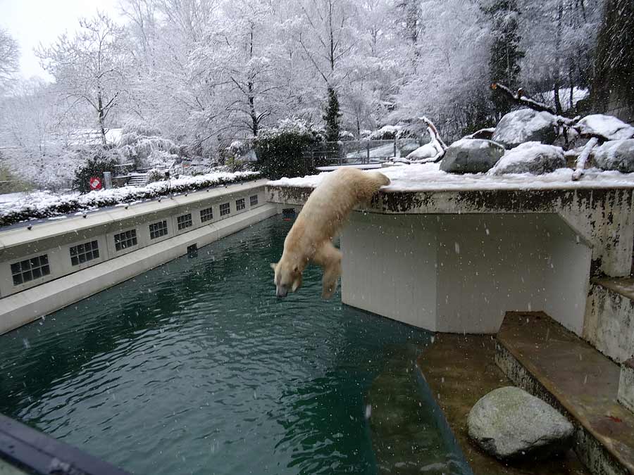 Eisbärin ANORI im Grünen Zoo Wuppertal am 27. Dezember 2014