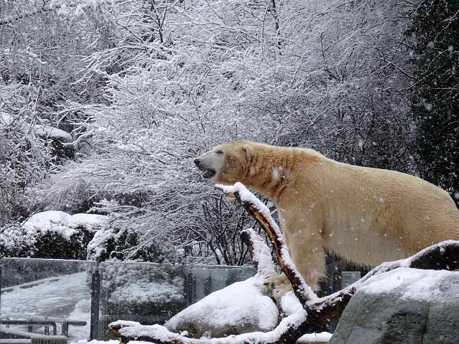 Eisbär LUKA im Wuppertaler Zoo am 27. Dezember 2014