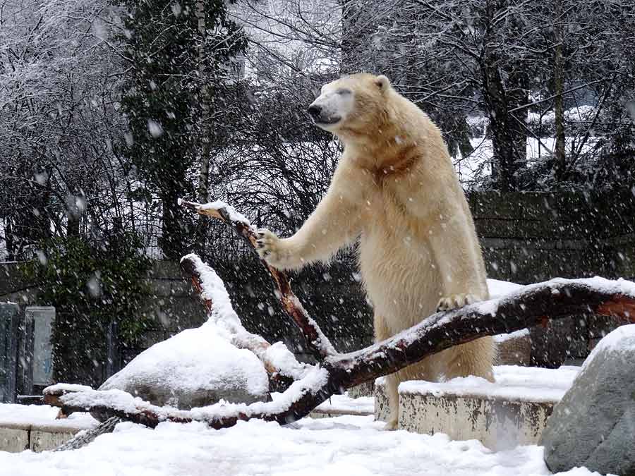 Eisbär LUKA im Zoo Wuppertal am 27. Dezember 2014