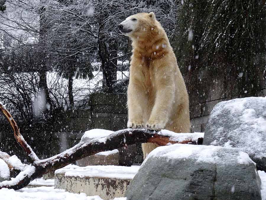 Eisbär LUKA im Zoologischen Garten Wuppertal am 27. Dezember 2014