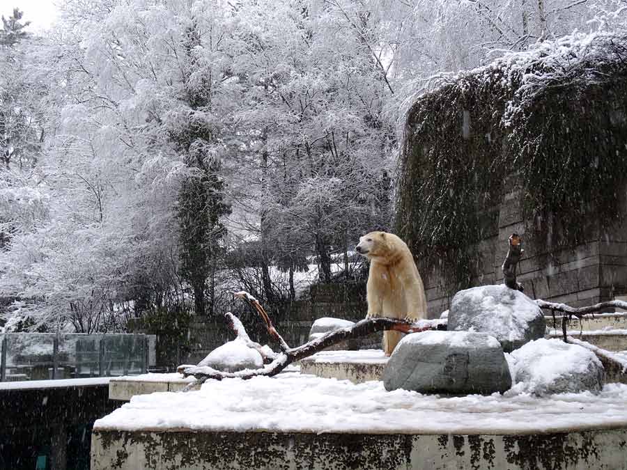 Eisbär LUKA im Grünen Zoo Wuppertal am 27. Dezember 2014