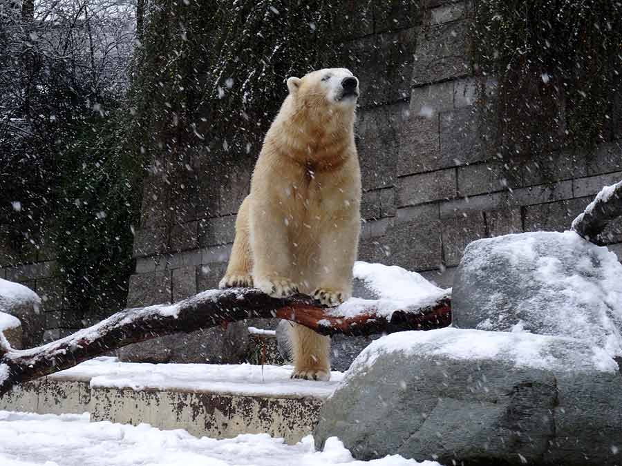 Eisbär LUKA im Wuppertaler Zoo am 27. Dezember 2014