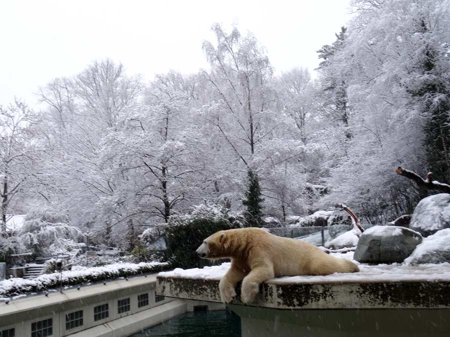 Eisbär LUKA im Wuppertaler Zoo am 27. Dezember 2014