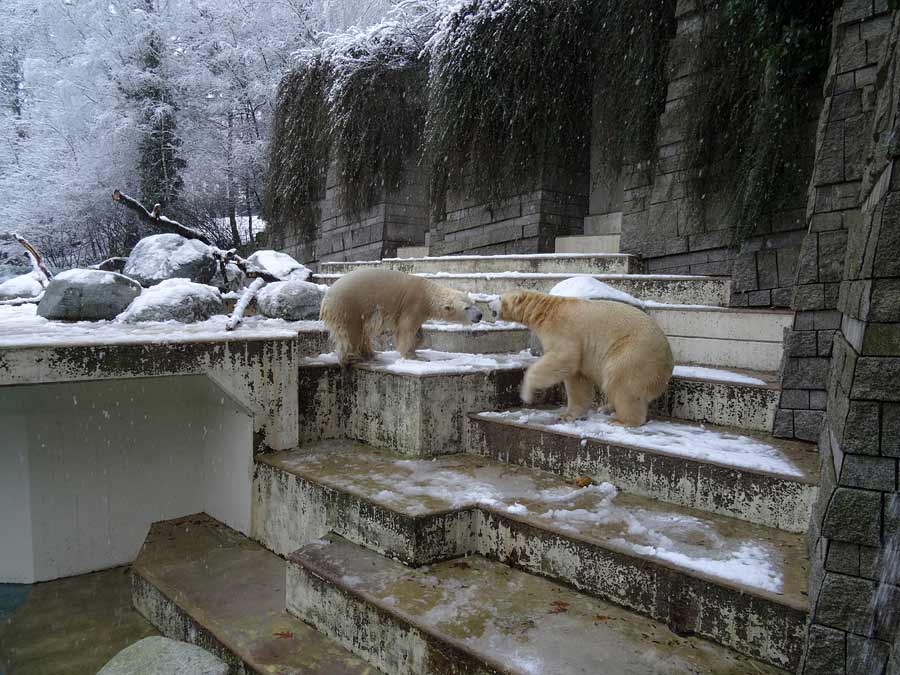 Eisbären im Zoo Wuppertal am 27. Dezember 2014