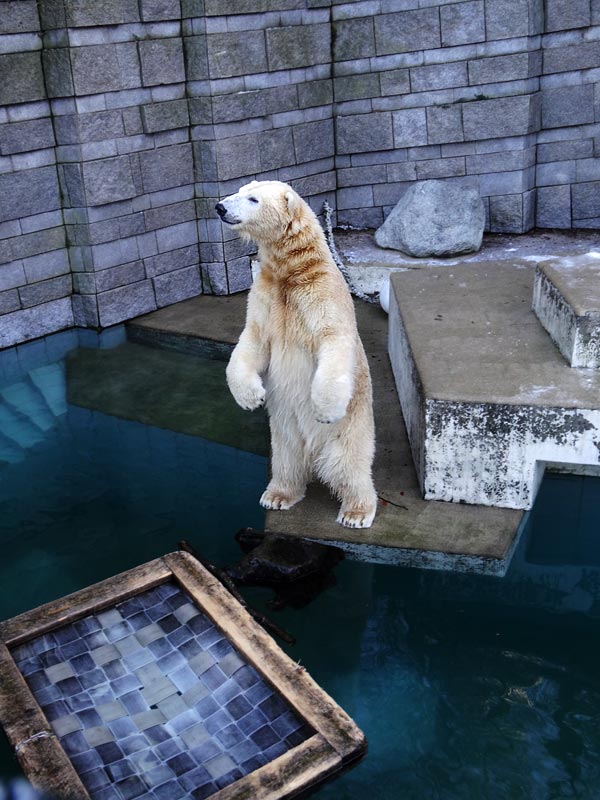 Eisbär LUKA im Zoo Wuppertal am 28. Dezember 2014