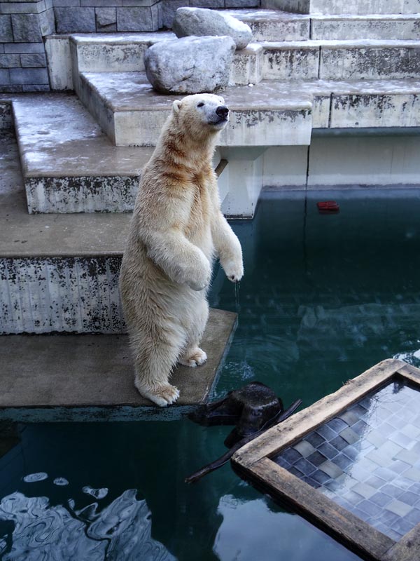 Eisbär LUKA im Zoologischen Garten Wuppertal am 28. Dezember 2014