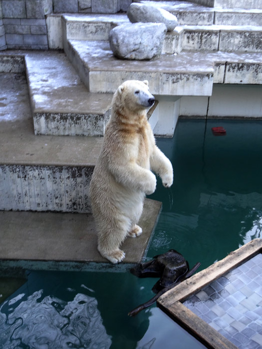 Eisbär LUKA im Grünen Zoo Wuppertal am 28. Dezember 2014