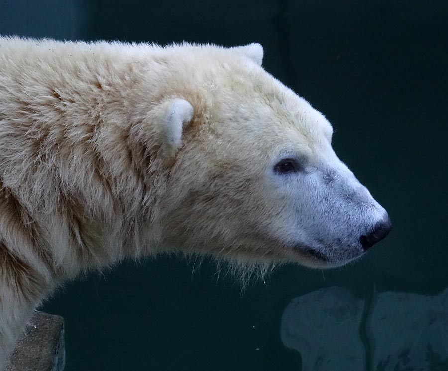 Eisbär LUKA im Wuppertaler Zoo am 28. Dezember 2014