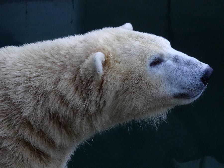 Eisbär LUKA im Zoo Wuppertal am 28. Dezember 2014