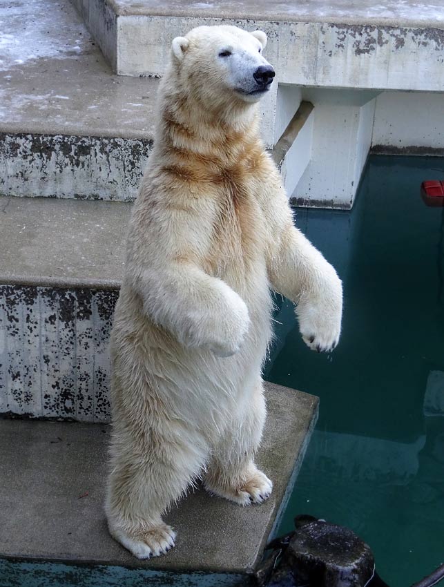 Eisbär LUKA im Zoologischen Garten Wuppertal am 28. Dezember 2014