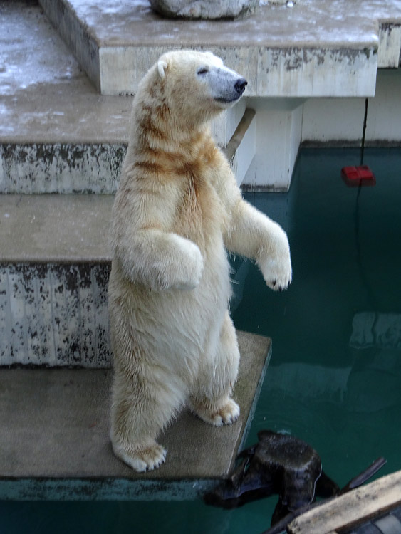 Eisbär LUKA im Grünen Zoo Wuppertal am 28. Dezember 2014