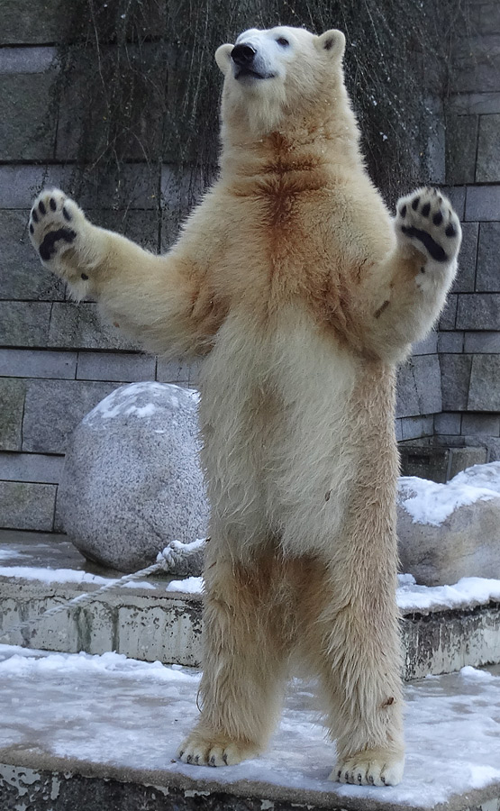 Eisbärin ANORI im Zoo Wuppertal am 28. Dezember 2014