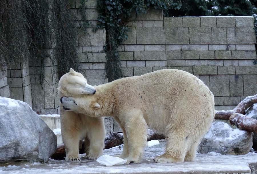 Eisbären im Zoologischen Garten Wuppertal am 28. Dezember 2014