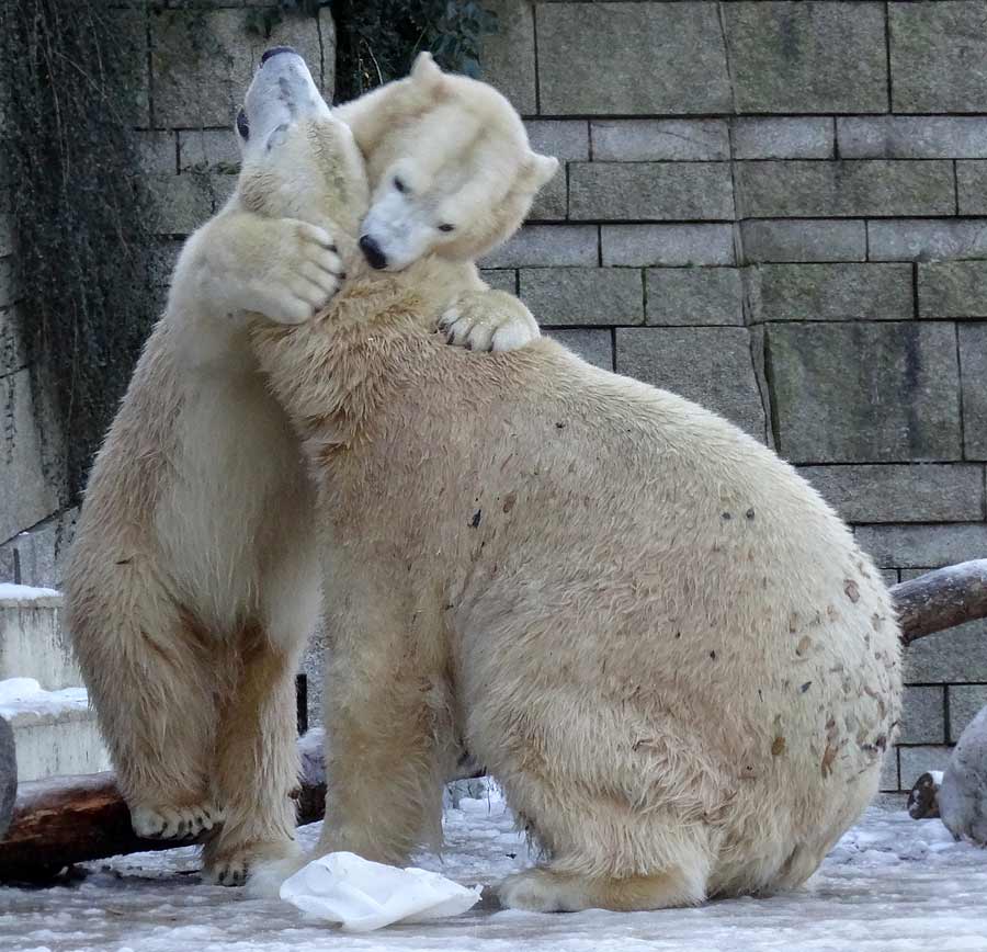Eisbären im Grünen Zoo Wuppertal am 28. Dezember 2014
