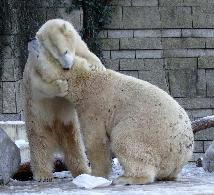 Eisbären im Wuppertaler Zoo am 28. Dezember 2014