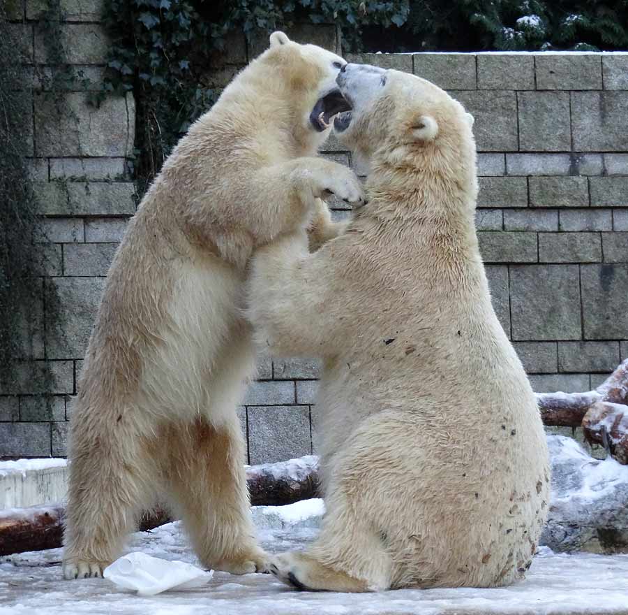 Eisbären im Zoo Wuppertal am 28. Dezember 2014