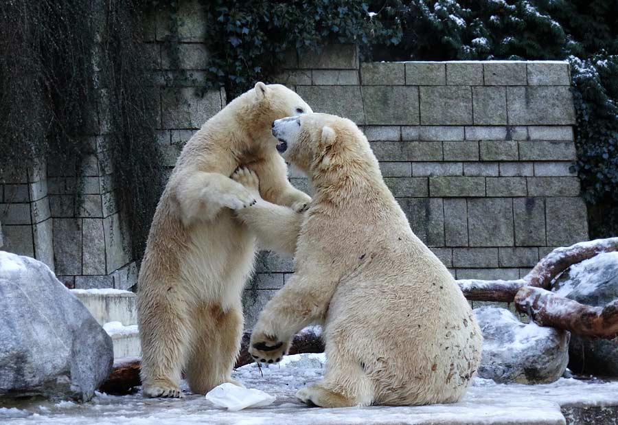 Eisbären im Zoologischen Garten Wuppertal am 28. Dezember 2014