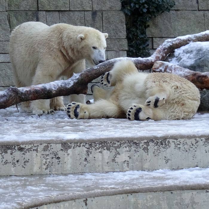 Eisbären am 28. Dezember 2014 im Wuppertaler Zoo