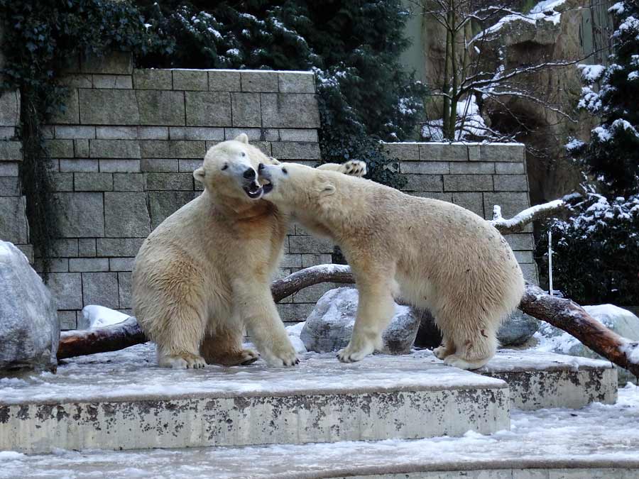 Eisbären im Wuppertaler Zoo am 28. Dezember 2014