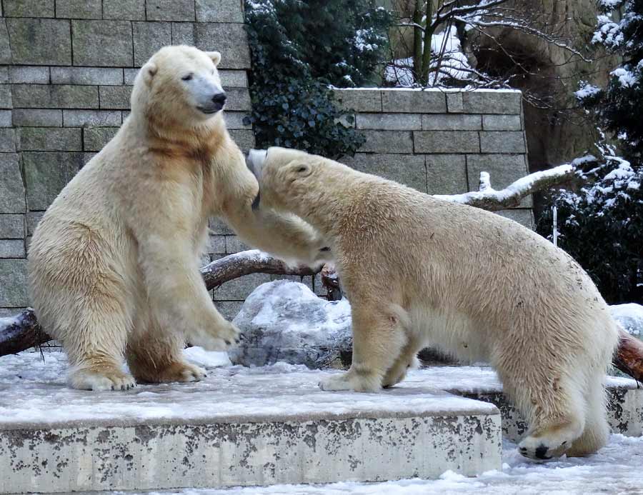 Eisbären im Zoo Wuppertal am 28. Dezember 2014