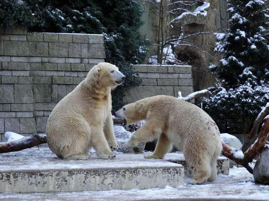 Eisbären im Zoologischen Garten Wuppertal am 28. Dezember 2014