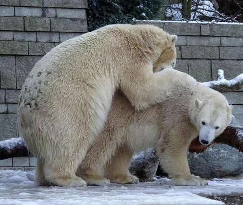 Eisbär Luka und Eisbärin Anori vor einem Jahr am 28. Dezember 2014 im Zoologischen Garten der Stadt Wuppertal