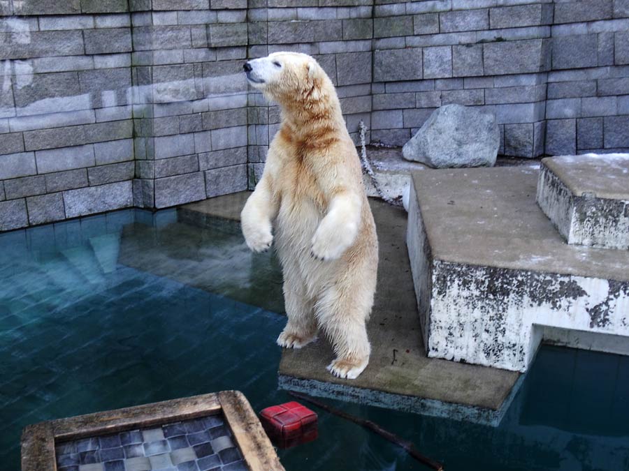 Eisbär LUKA im Grünen Zoo Wuppertal am 28. Dezember 2014