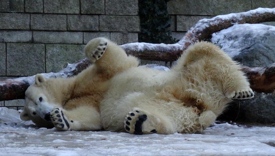 Eisbärin ANORI im Wuppertaler Zoo am 28. Dezember 2014