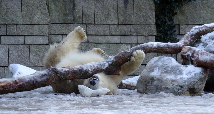 Eisbärin ANORI im Zoologischen Garten Wuppertal am 28. Dezember 2014
