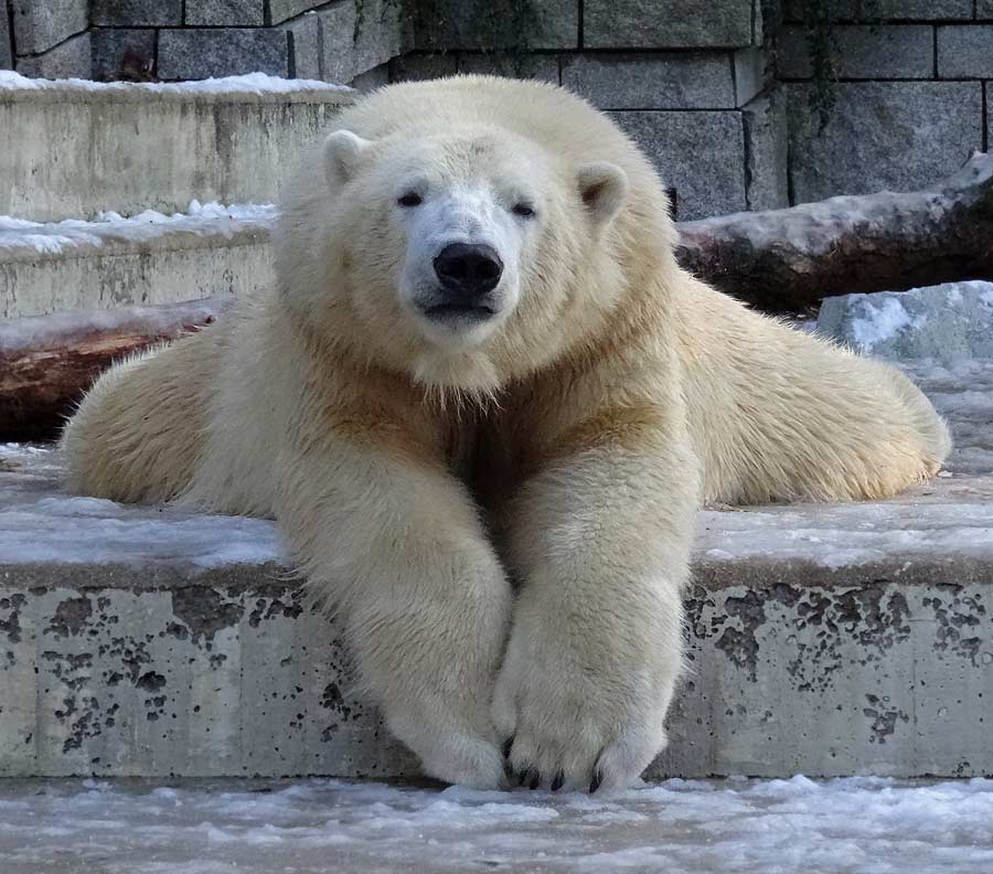 Eisbär LUKA im Wuppertaler Zoo am 28. Dezember 2014