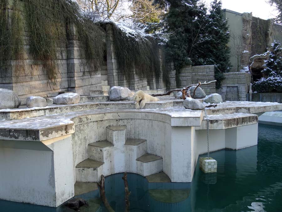 Eisbär LUKA im Zoo Wuppertal am 28. Dezember 2014