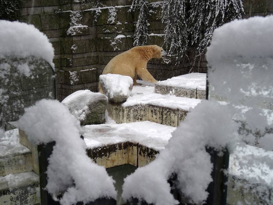 Eisbär LUKA im Zoologischen Garten Wuppertal am 24. Januar 2015