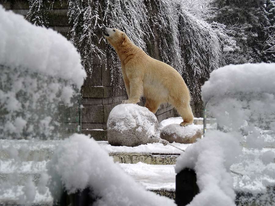 Eisbär LUKA im Wuppertaler Zoo am 24. Januar 2015