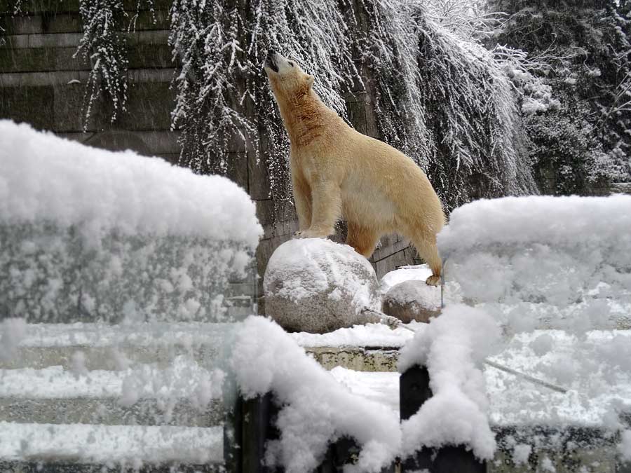 Eisbär LUKA im Zoo Wuppertal am 24. Januar 2015