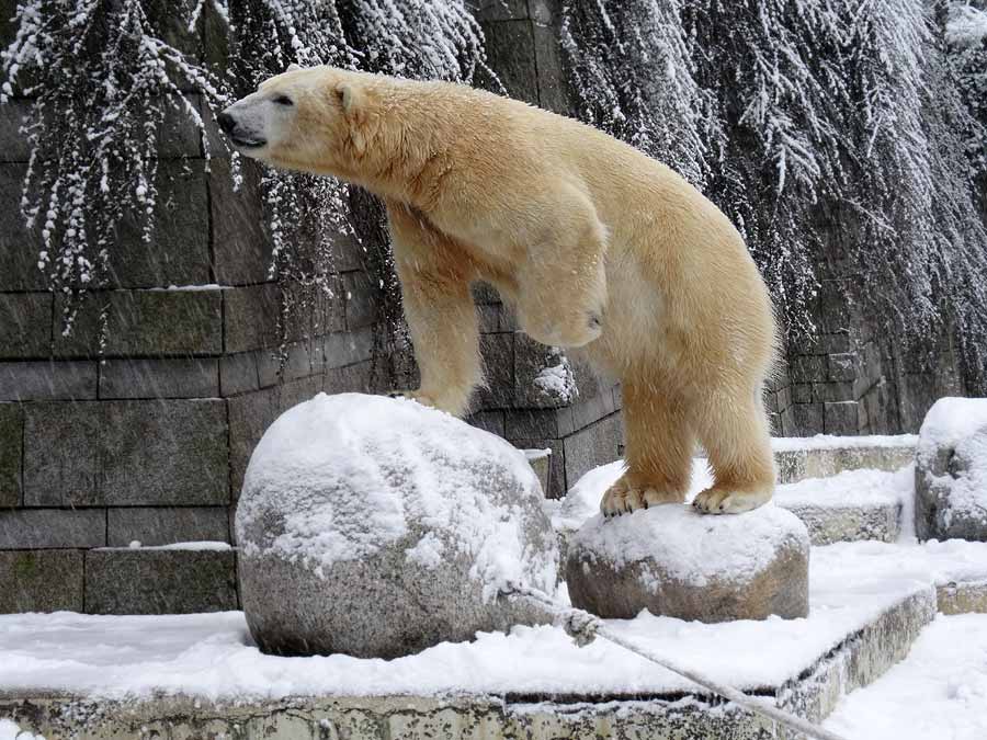 Eisbär LUKA im Grünen Zoo Wuppertal am 24. Januar 2015