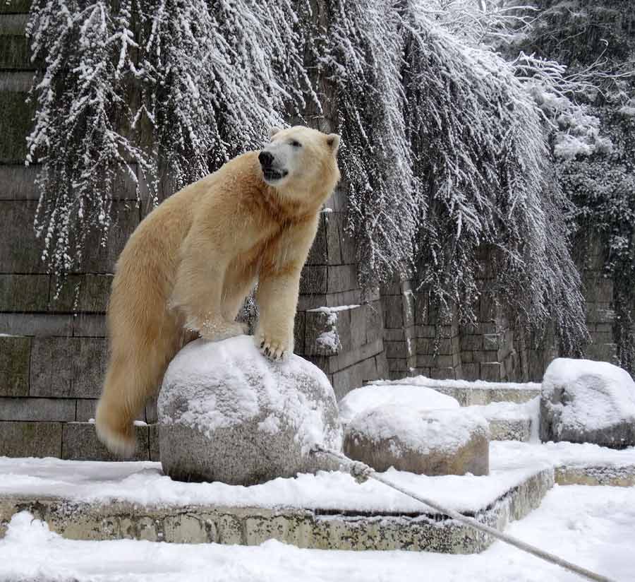 Eisbär LUKA im Wuppertaler Zoo am 24. Januar 2015