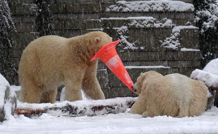 Eisbär LUKA und Eisbärin ANORI im Zoologischen Garten Wuppertal am 24. Januar 2015