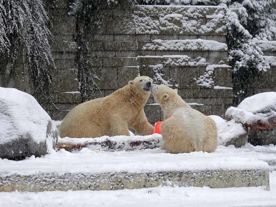 Eisbär LUKA und Eisbärin ANORI im Wuppertaler Zoo am 24. Januar 2015